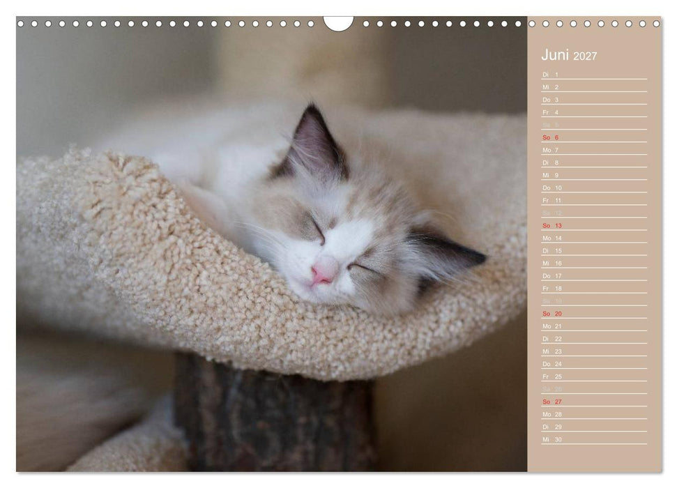 Zauberhafte Ragdolls / Geburtstagskalender (CALVENDO Wandkalender 2027)