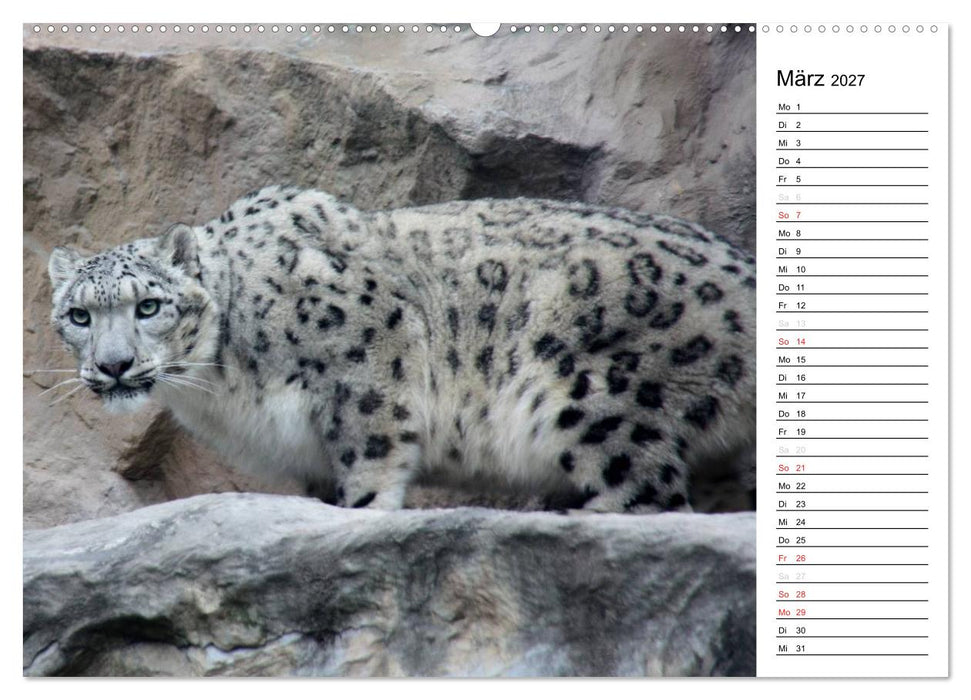 Der Schneeleopard (CALVENDO Wandkalender 2027)