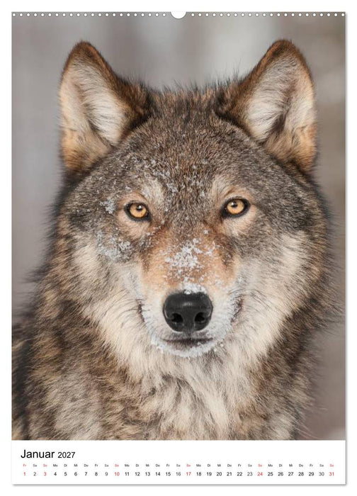 Wolf-Gesichter (CALVENDO Wandkalender 2027)