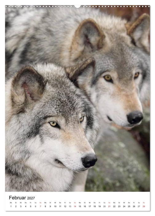 Wolf-Gesichter (CALVENDO Wandkalender 2027)