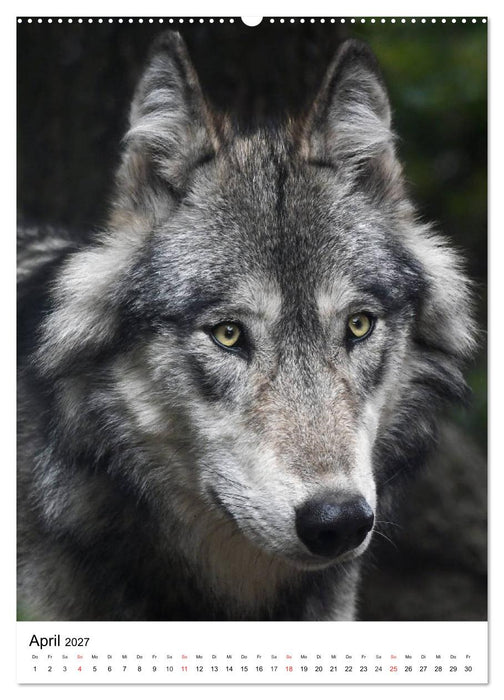 Wolf-Gesichter (CALVENDO Wandkalender 2027)