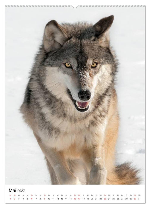 Wolf-Gesichter (CALVENDO Wandkalender 2027)