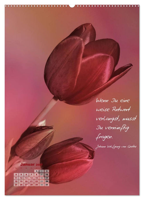 Blumen & Zitate (CALVENDO Premium Wandkalender 2027)