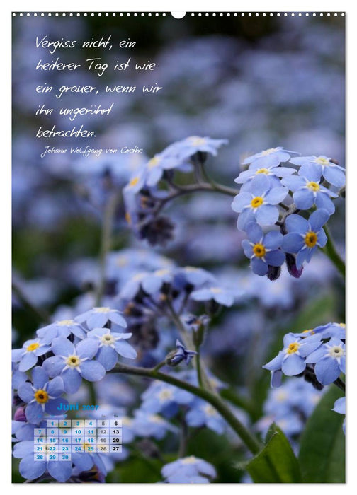Blumen & Zitate (CALVENDO Premium Wandkalender 2027)