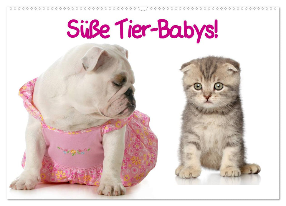 Süße Tier-Babys! (CALVENDO Wandkalender 2027)