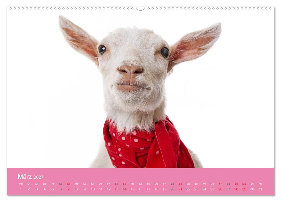 Süße Tier-Babys! (CALVENDO Wandkalender 2027)