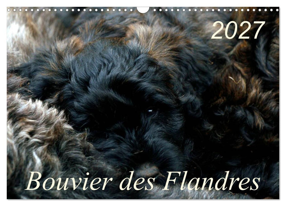 Bouvier des Flandres (CALVENDO Wandkalender 2027)