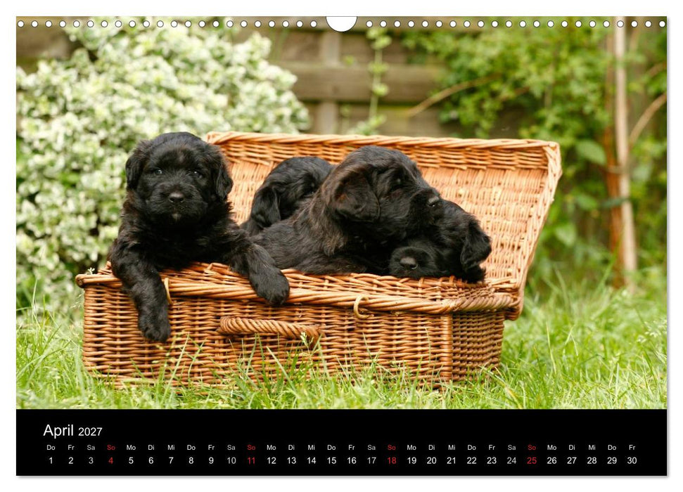 Bouvier des Flandres (CALVENDO Wandkalender 2027)