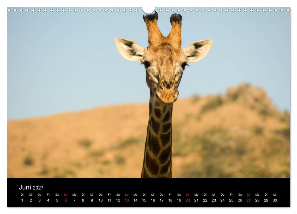 Faszinierendes Südafrika (CALVENDO Wandkalender 2027)