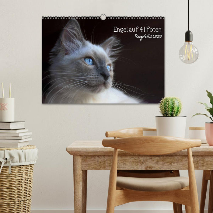 Engel auf 4 Pfoten - Ragdolls 2027 (CALVENDO Wandkalender 2027)
