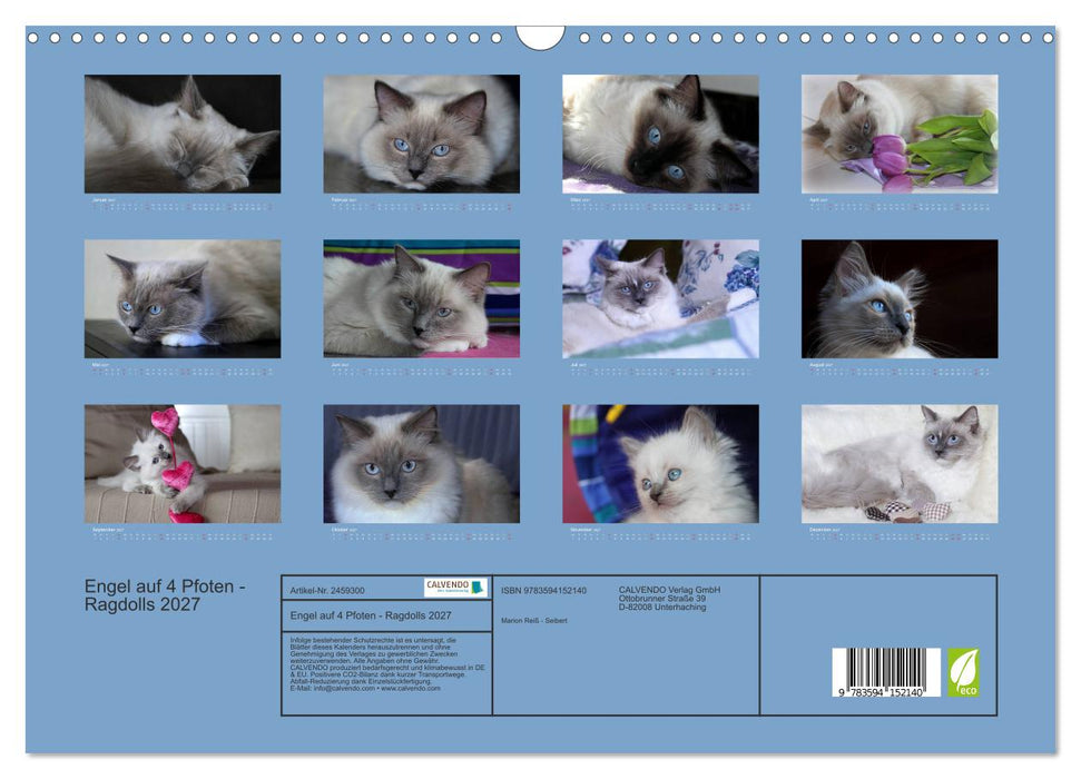 Engel auf 4 Pfoten - Ragdolls 2027 (CALVENDO Wandkalender 2027)