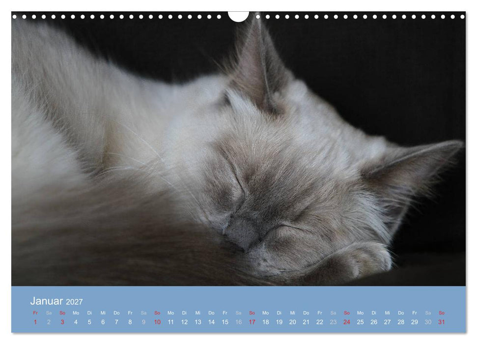 Engel auf 4 Pfoten - Ragdolls 2027 (CALVENDO Wandkalender 2027)