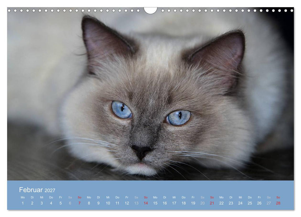 Engel auf 4 Pfoten - Ragdolls 2027 (CALVENDO Wandkalender 2027)