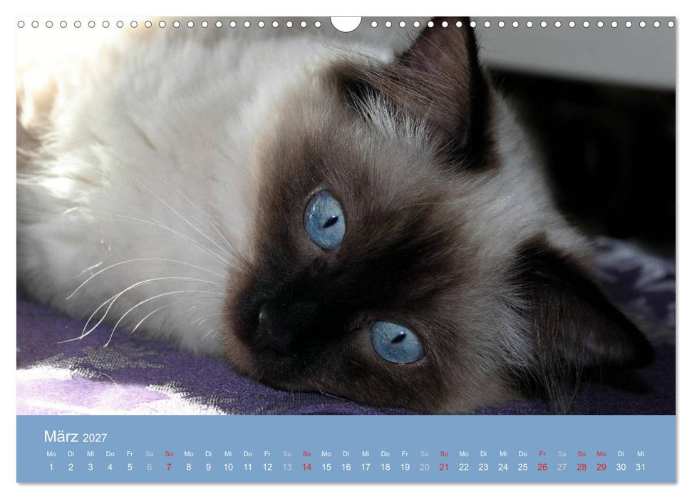 Engel auf 4 Pfoten - Ragdolls 2027 (CALVENDO Wandkalender 2027)