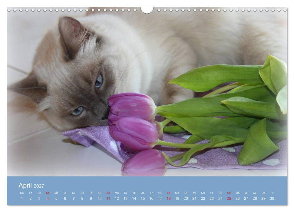 Engel auf 4 Pfoten - Ragdolls 2027 (CALVENDO Wandkalender 2027)