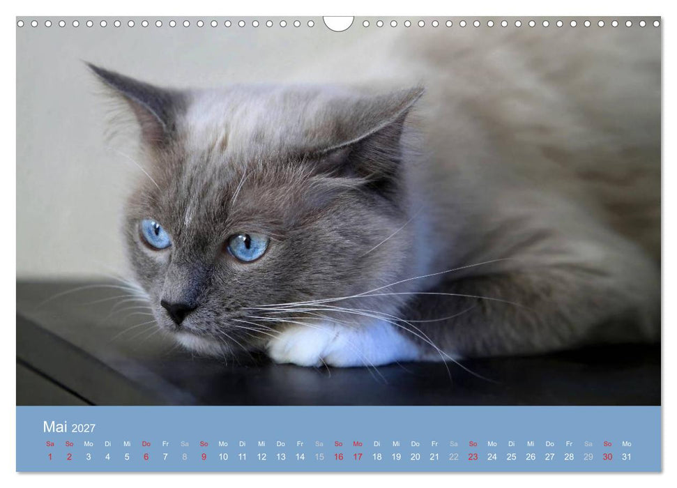 Engel auf 4 Pfoten - Ragdolls 2027 (CALVENDO Wandkalender 2027)