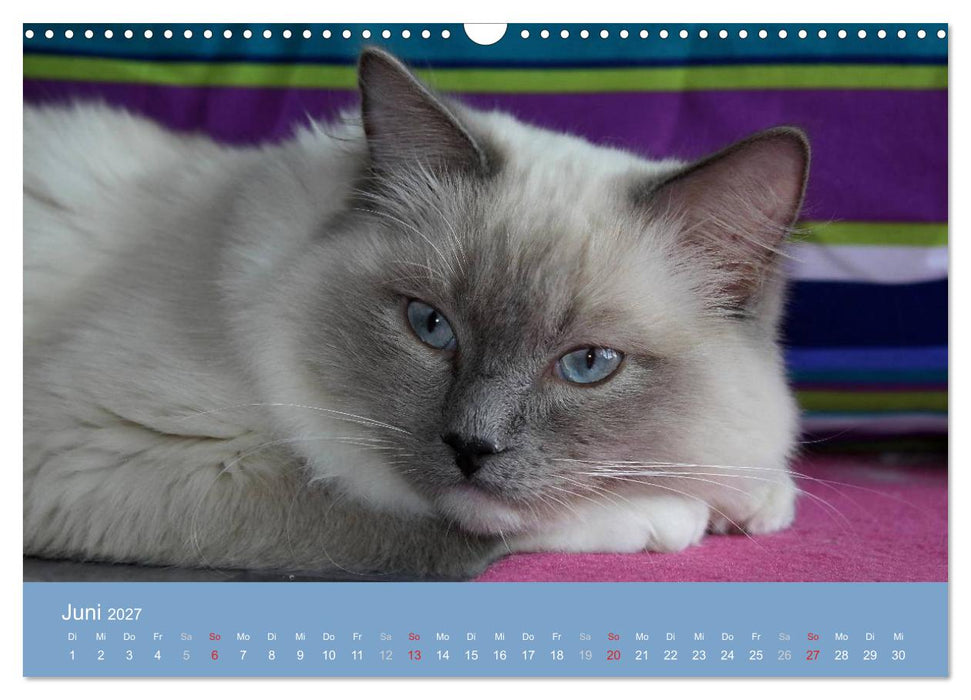 Engel auf 4 Pfoten - Ragdolls 2027 (CALVENDO Wandkalender 2027)