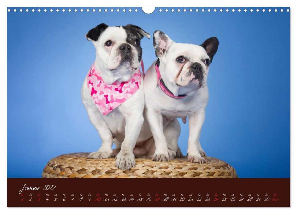 Französische Bulldoggen (CALVENDO Wandkalender 2027)