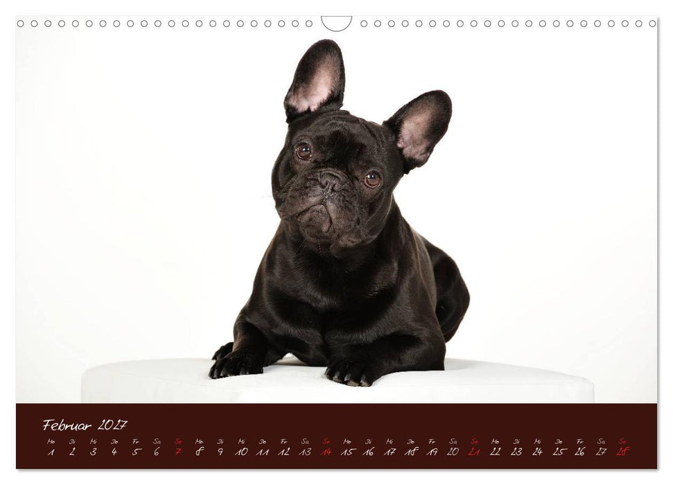Französische Bulldoggen (CALVENDO Wandkalender 2027)