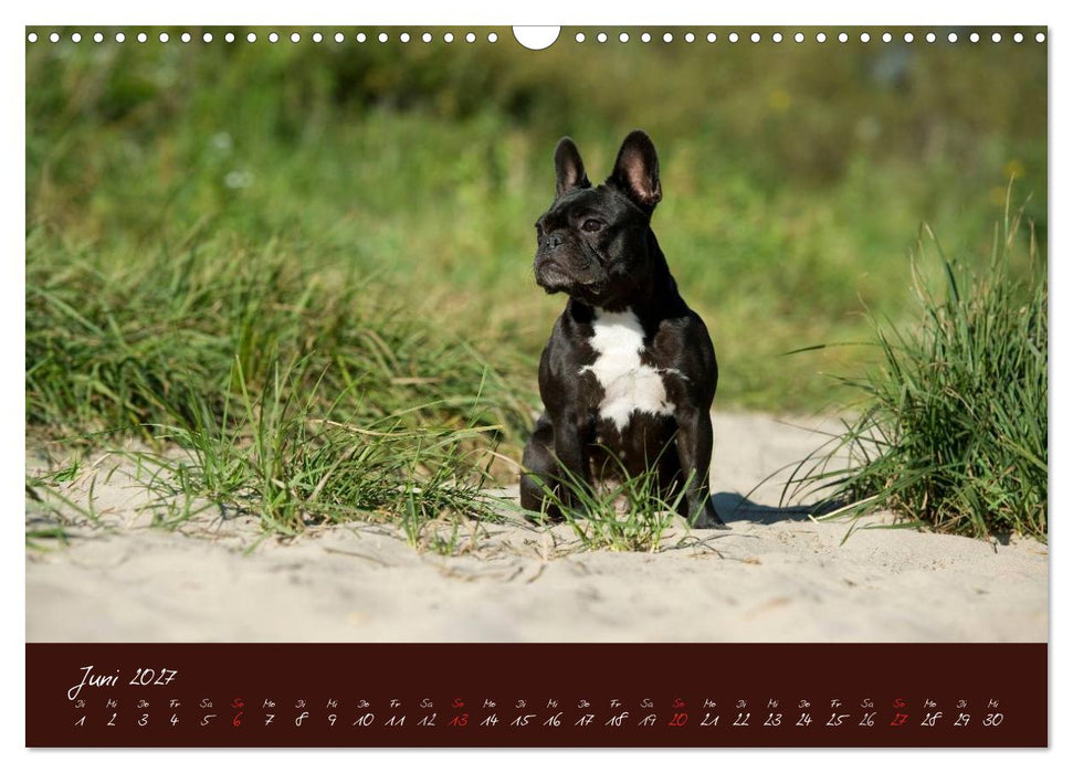 Französische Bulldoggen (CALVENDO Wandkalender 2027)