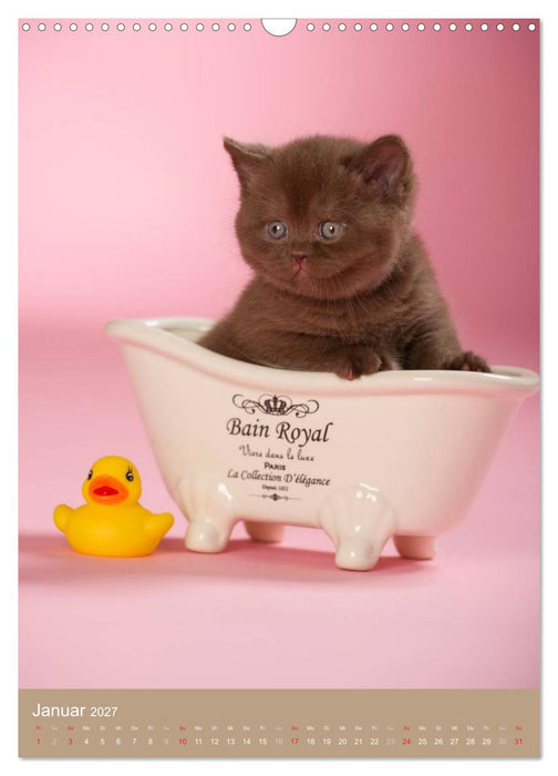 Britisch Kurzhaar Katzenkalender (CALVENDO Wandkalender 2027)