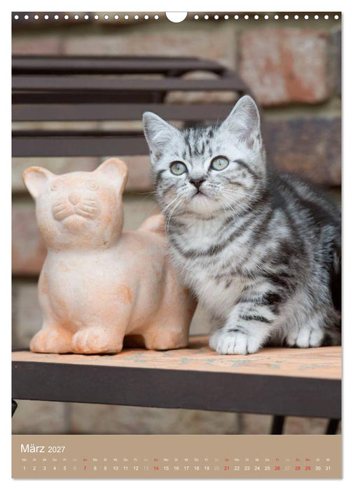 Britisch Kurzhaar Katzenkalender (CALVENDO Wandkalender 2027)