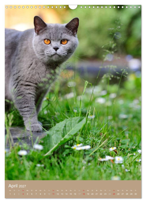 Britisch Kurzhaar Katzenkalender (CALVENDO Wandkalender 2027)