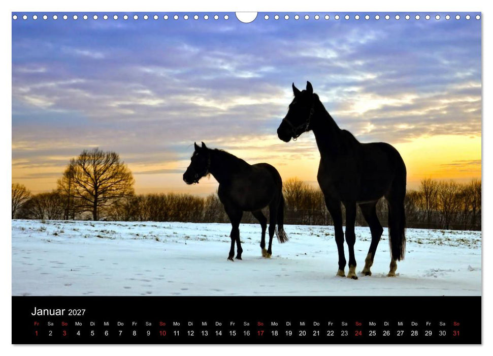 Faszination Pferde (CALVENDO Wandkalender 2027)