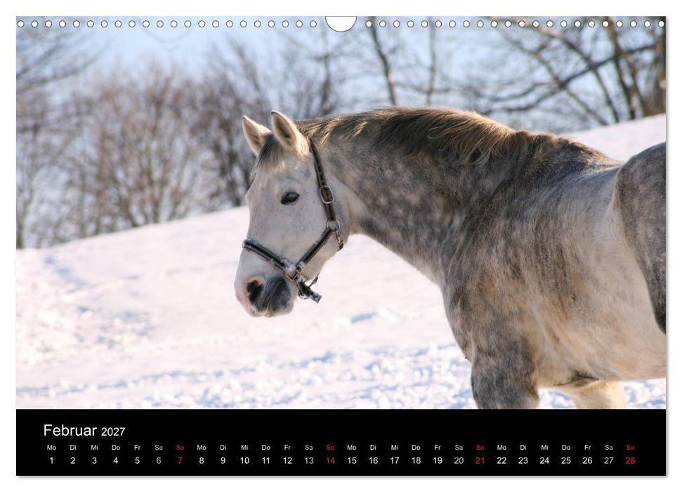 Faszination Pferde (CALVENDO Wandkalender 2027)