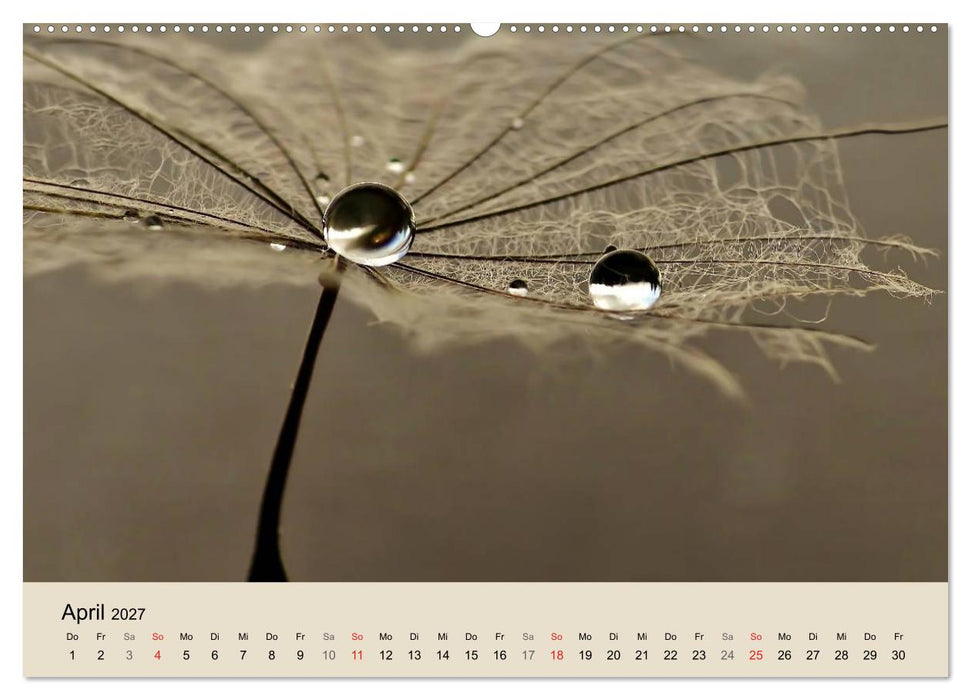 Naturjuwel Pusteblume (CALVENDO Premium Wandkalender 2027)