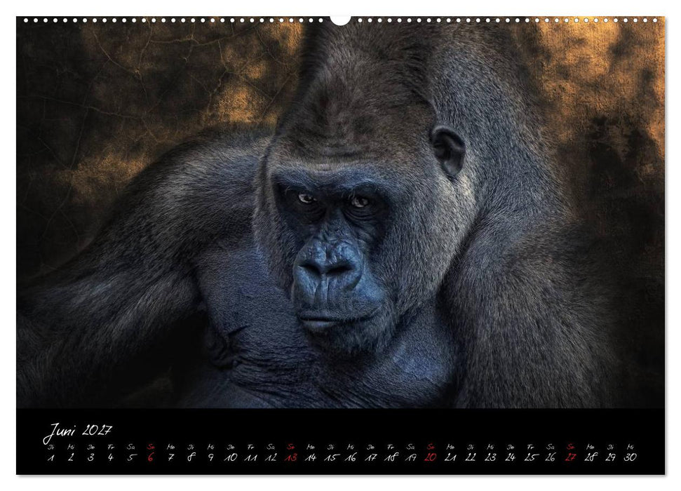 Gorilla (CALVENDO Premium Wandkalender 2027)