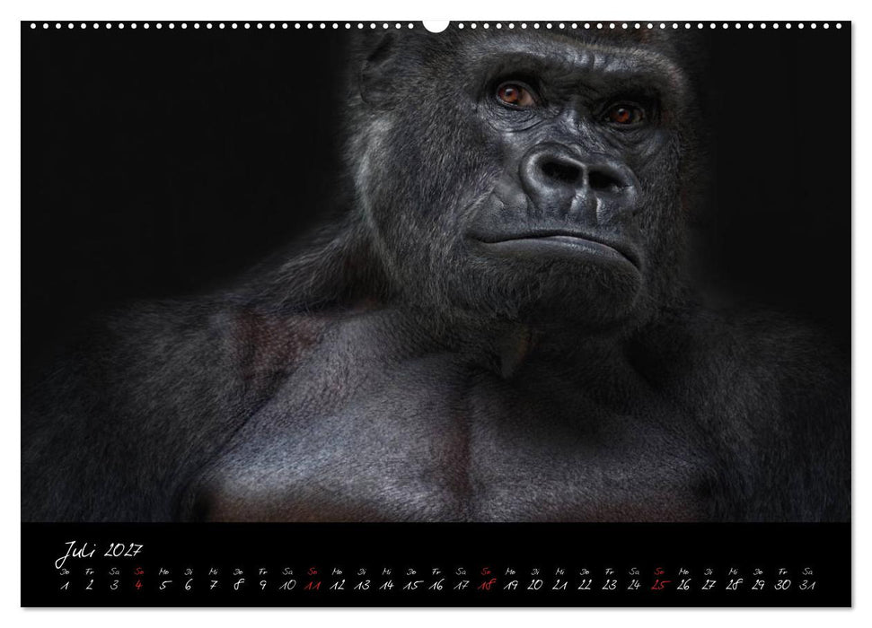 Gorilla (CALVENDO Premium Wandkalender 2027)