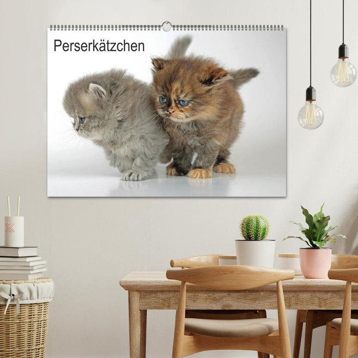 Perserkätzchen / CH-Version (CALVENDO Wandkalender 2027)