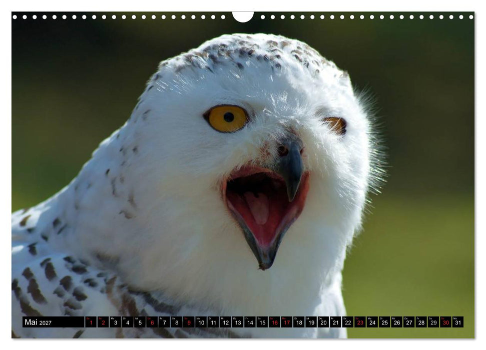 Faszination Greifvögel Schnelle Jäger (CALVENDO Wandkalender 2027)
