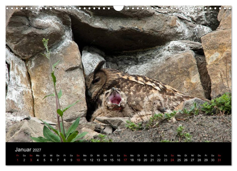 Uhu - König der Nacht (CALVENDO Wandkalender 2027)