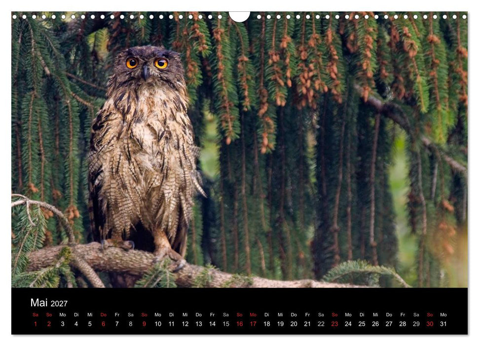 Uhu - König der Nacht (CALVENDO Wandkalender 2027)