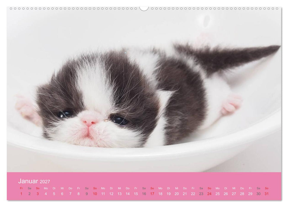Süße Tier-Babys! (CALVENDO Premium Wandkalender 2027)