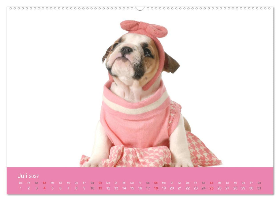 Süße Tier-Babys! (CALVENDO Premium Wandkalender 2027)