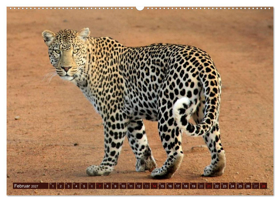 Afrikas wilde Schönheiten (CALVENDO Wandkalender 2027)