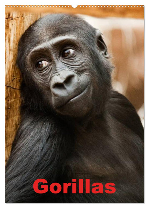Gorillas (CALVENDO Wandkalender 2027)