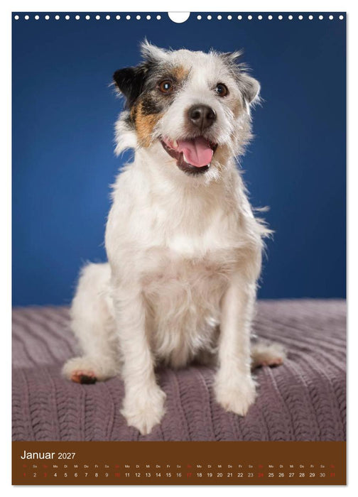 Jack Russell Terrier (CALVENDO Wandkalender 2027)