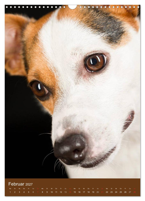 Jack Russell Terrier (CALVENDO Wandkalender 2027)