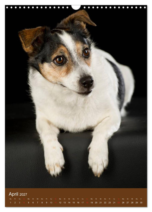 Jack Russell Terrier (CALVENDO Wandkalender 2027)