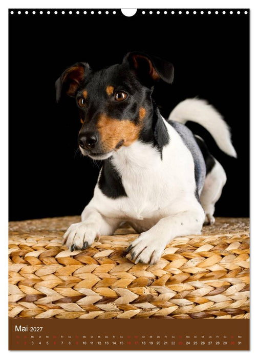 Jack Russell Terrier (CALVENDO Wandkalender 2027)