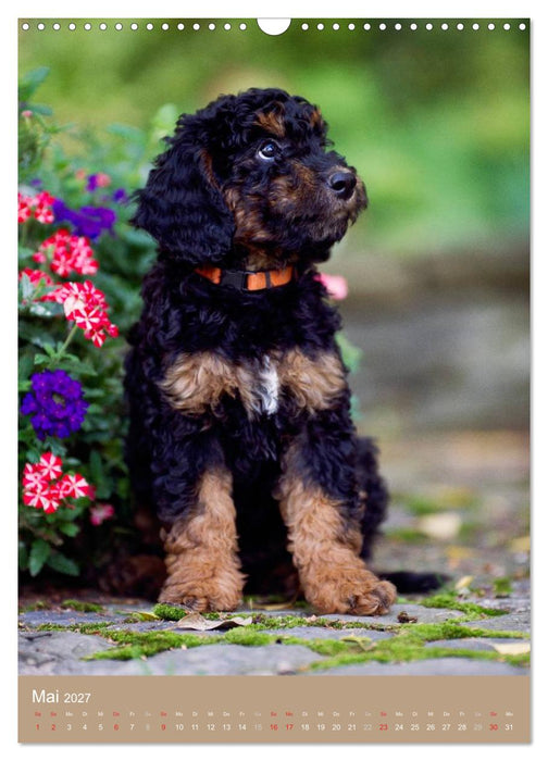 Hundekinder (CALVENDO Wandkalender 2027)
