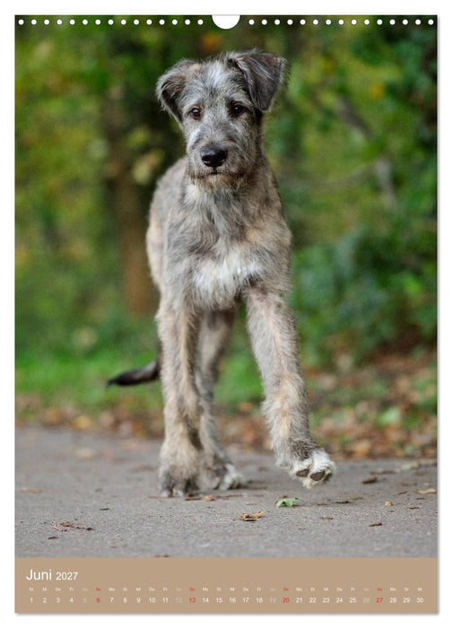 Hundekinder (CALVENDO Wandkalender 2027)