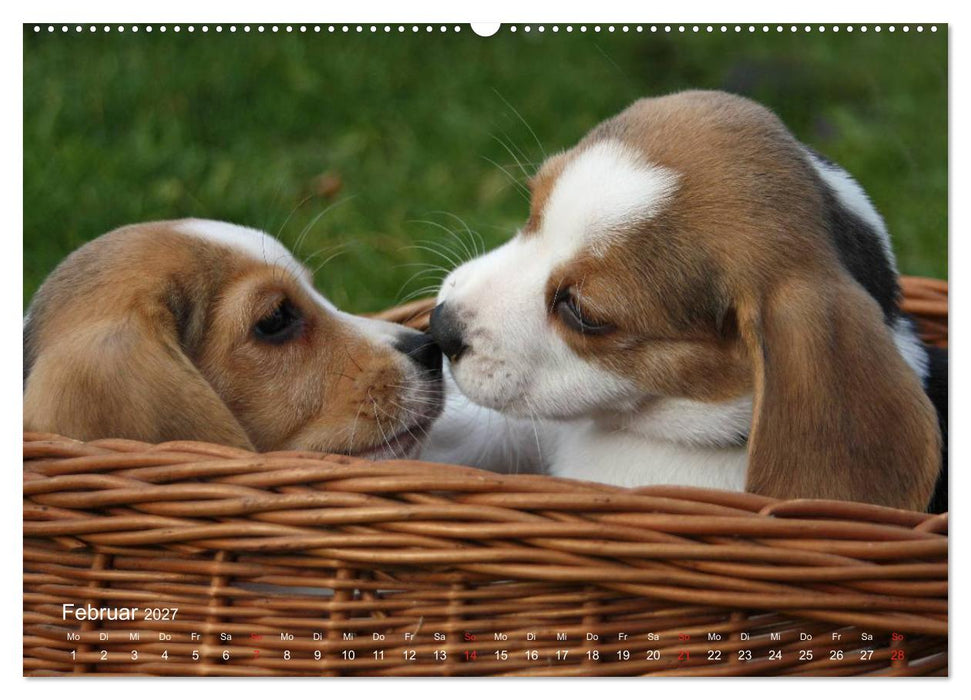 Beagle (CALVENDO Wandkalender 2027)