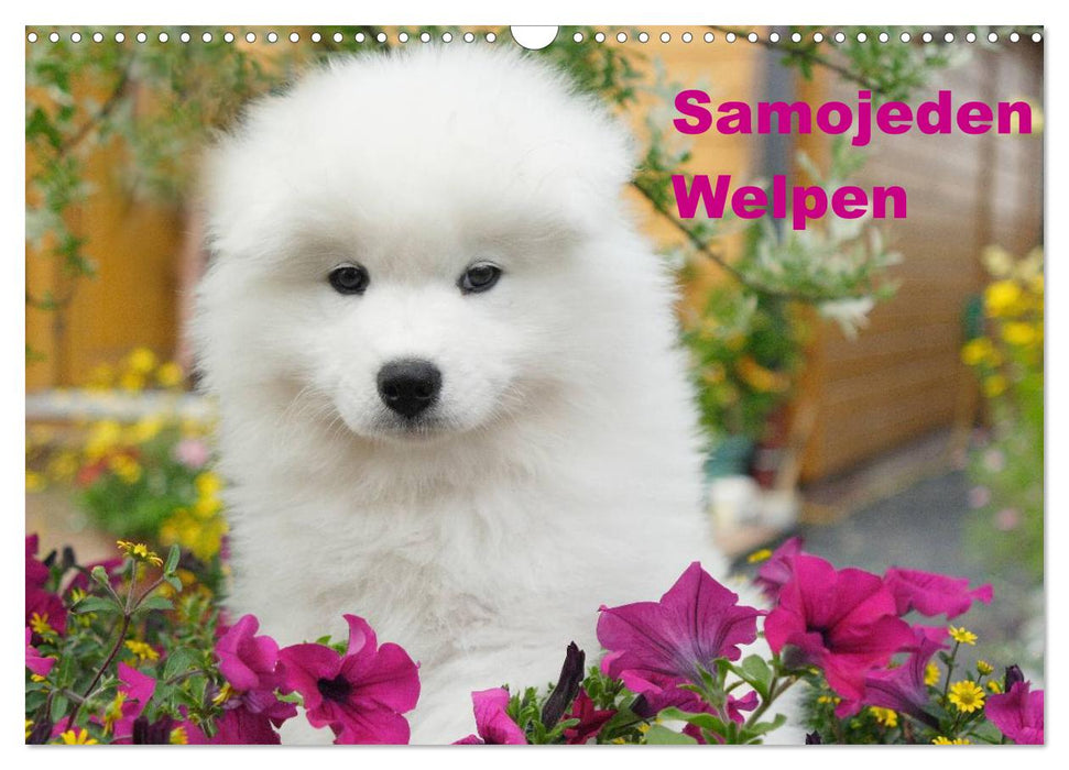 Samojeden Welpen (CALVENDO Wandkalender 2027)