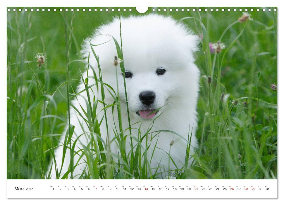 Samojeden Welpen (CALVENDO Wandkalender 2027)