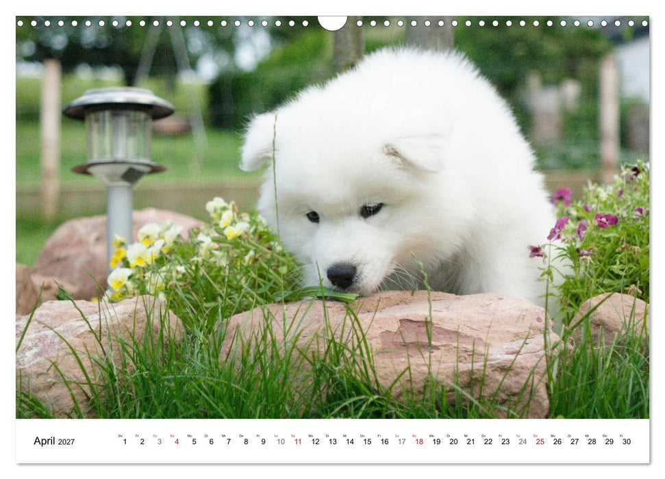 Samojeden Welpen (CALVENDO Wandkalender 2027)